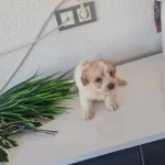 Minyatür Minnaklarım Teslime Hazır