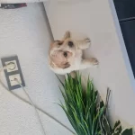 Minyatür Minnaklarım Teslime Hazır