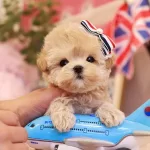 Apricot Renk Yapili Kore Poodle Bebeklerimiz