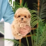 Maltipoo Bebislerimiz Sahnede