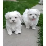 Topaç Gibi Maltese Bebeklerimiz