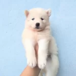 Beyaz Husky Sibirya Yavruları