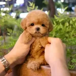 Mutluluk Dagitan Ozel Toy Poodle Bebeklerimiz