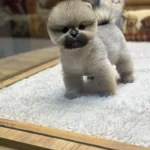 Orjinal Irk Ve Sağlık Garantili Yavrular