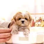 Ozelmi Guzel Korean Maltipoo Bebeklerimiz