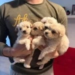 Topaç Gibi Maltipoo Bebeklerimiz
