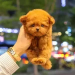 Prime Pati Gururla Sunar Korean Toy Poodle Bebislerimiz