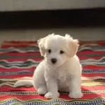 Maltese Terrier Xs Ev Doğumlu Bebeklerim