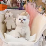 Show Güzellikte British Shorthairlar