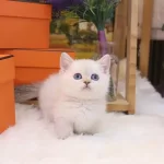 Sevgiyle Büyütülen Maviş Bebeklerim