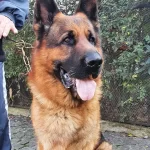 Showline Alman Çoban Köpeği Yavruları