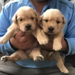 Golden Retriever Yavruları