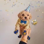 Oyuncu Maltipio Bebişlerim