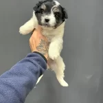 Morkie Miniğim Tuvalet Eğitimli