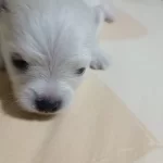 Pomerian Boo Evinizin Neşesi