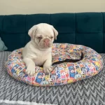 Egzotık Pink Pug Özel