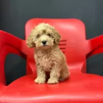 Tuvalet Egitimli Minyatür Maltipo Minnaklarım