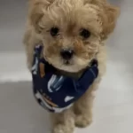 3 Aylık Teacup Maltipoo