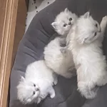 Chincilla Yavrular Sahibinden