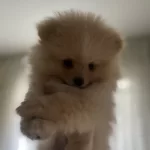 Oyuncu Boyka Sahibini Arıyor