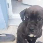 Orjinal Irk Cane Corso