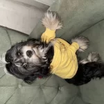 Maltese Terier Erkek 5 Aylık