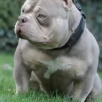 Veri Compact Micro Size With Strong Bloodline.