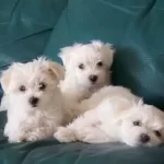 Maltese Terrier 0 Numara Bebeklerim