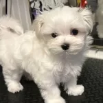 Maltese Terrier Xs Teacup Ev Doğumlu