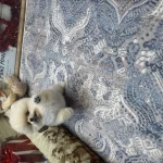 Özel Tüy Yapısına Sahip Pomeranian Boo Yavrularımız