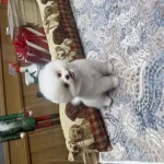 Tedy  Face Pomeranian Boo Pupy