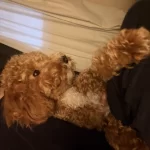 Ücretsiz Sahiplendirme Kızıma Ömürlük Yuva Arıyorum