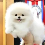 Orjinal Pomeranian Boo