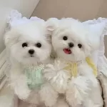 Orjinal Maltese İsteyenlere