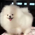 Orjinal Pomeranian Boo