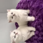 Show Kalite British Shorthair Yavrularım