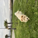 Çav Çav (Çin Aslanı)