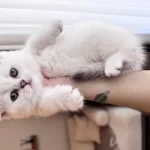 Show Kalite Masmavi Gözlü British Shorthair