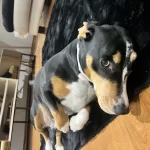 Bakamadığımız Için Sahiplendirmek Istiyoruz