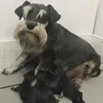 Şecereli Özel Üretim Yavrular.