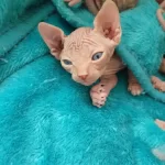 Dünya Tatlisi Sfenks Yavruları