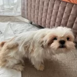 6 Aylık Safkan Dişi Shih-Tzu (Şitsu) Yuvasını Arıyor