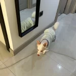 5 Yaşında Uysal Ve Aşıları Tam Dostumuz İçin Yuva Arıyoruz