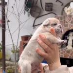 Safkan Egzotik French Bulldog Yavrularım Rezervede