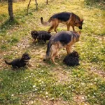 Düşükbel Has Alman Kurdu Yavruları