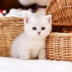 Show Kalite British Shorthairlar