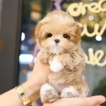 Super Zeki Ust Kalite Toy Poodle Yavrularım