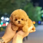 Cok Alilli Sevecen Kalpli Kore Toy Poodle Bebislerimiz