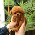 Sevgi Delisi Koreli Toy Poodle Yavrularım