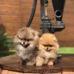 Ayi Surat Pomeranian Boo Yavruları
